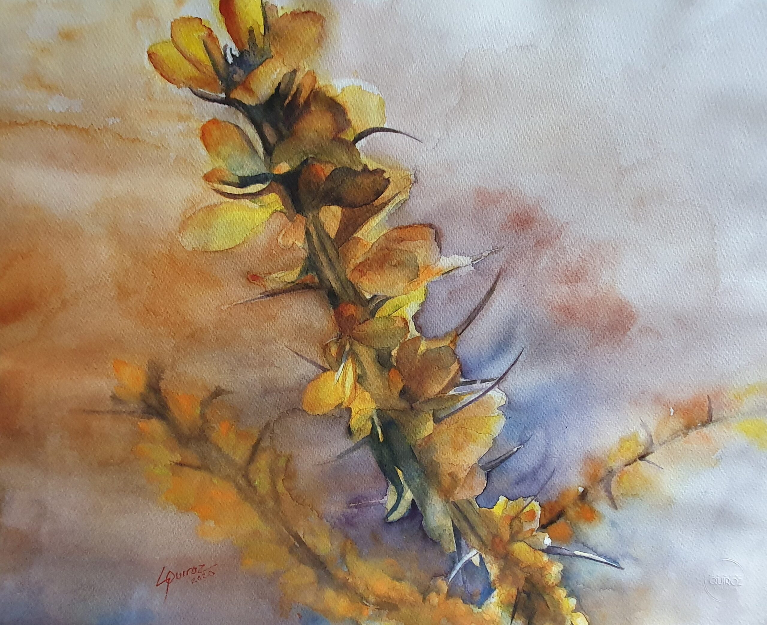 Ocotillo amarillo
